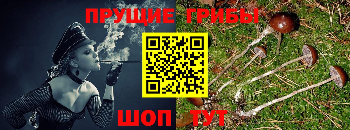 Галлюциногенные грибы Psilocybe Ачинск